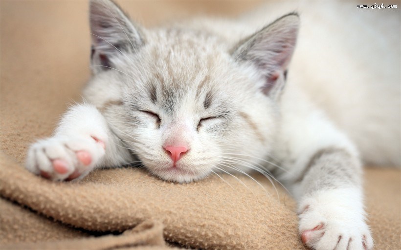 懒睡的可爱小猫图片大全 可爱橘猫图片 第5张